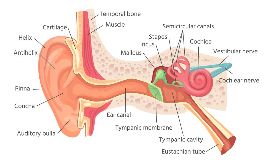 Human ear anatomy. Ears inner structure, organ of hearing. Ear cochlea inner, vestibule acoustic sound sensory organ, biology medicine healthcare vector illustration